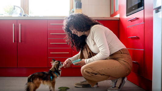 5 Tips to Ensure Your Pet’s Wellness at Home